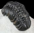 Detailed, Austerops Trilobite - Morocco #54395-3